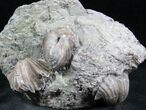 Platystrophia Brachiopod Fossil From Kentucky #6618-1